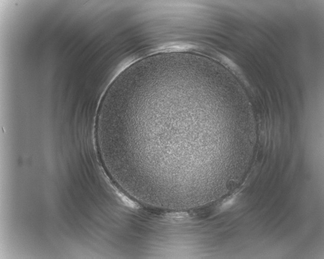 X0000067381186200604031051