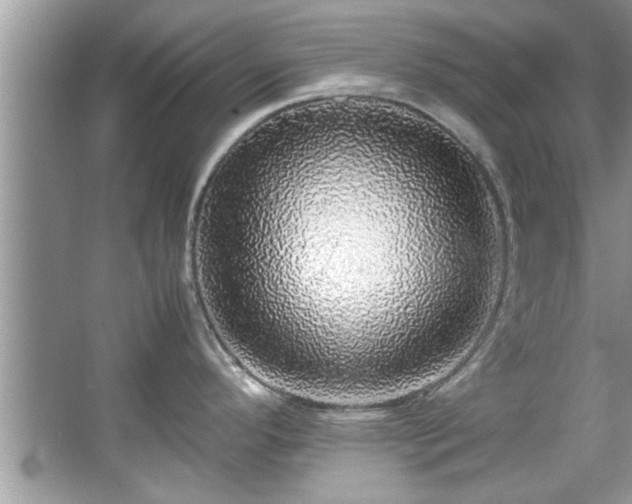 X0000067381296200604031049