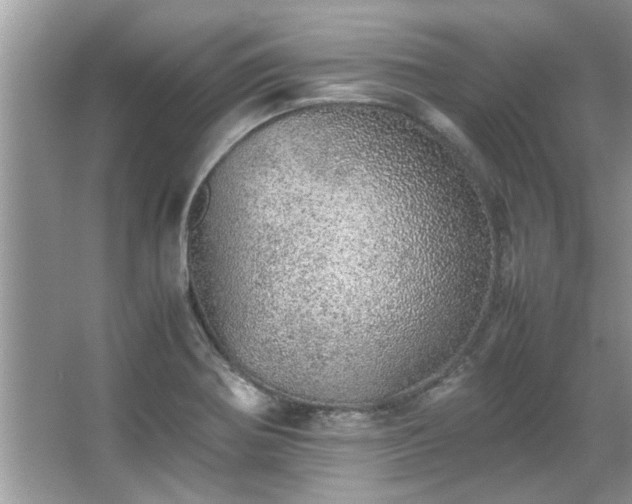 X0000067381370200604031048