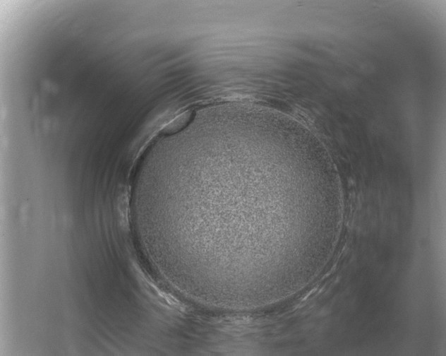 X0000067380194200604071736