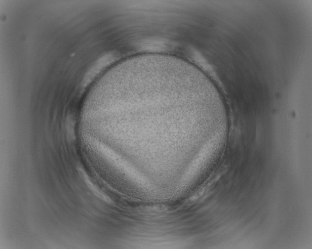 X0000067380106200604131916