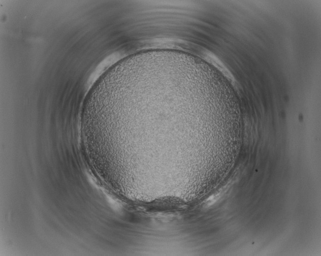 X0000067380994200604131902