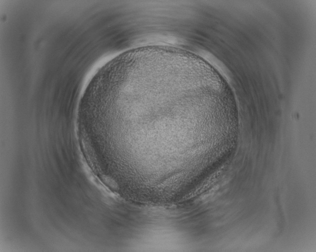 X0000067381104200604131900