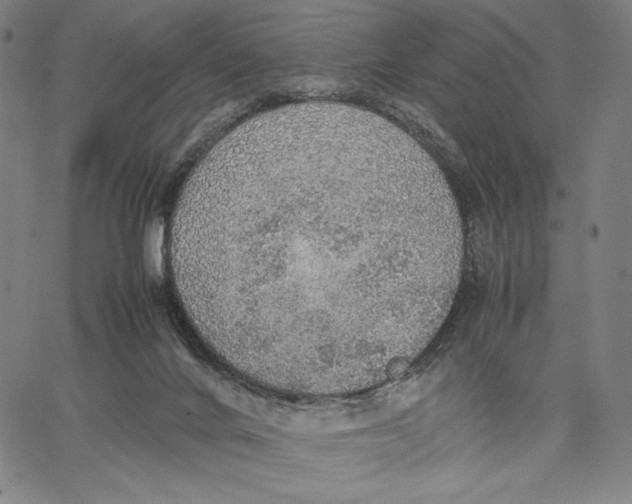 X0000067380024200604211619