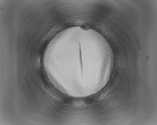 X0000067380262200604211615