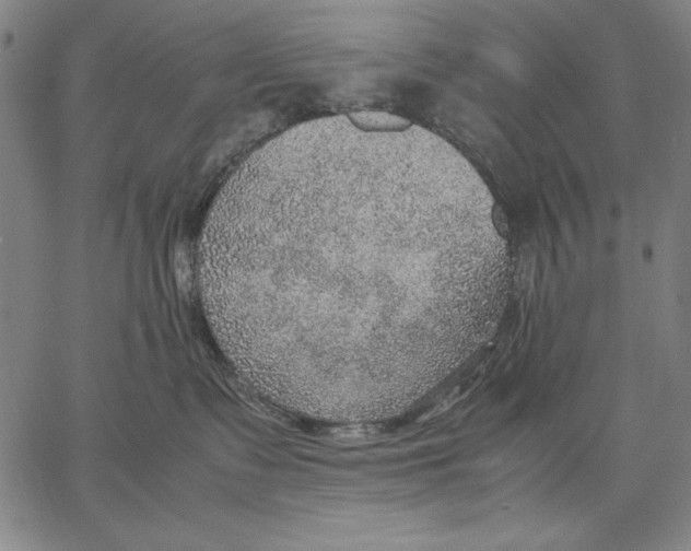 X0000067380335200604211614