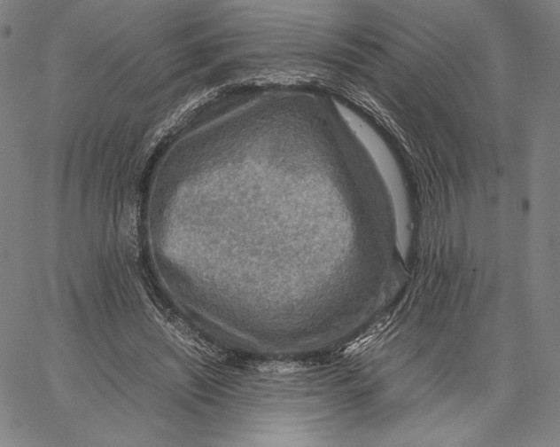 X0000067380444200604211612