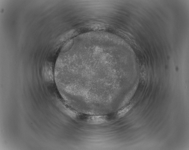 X0000067380622200604211609