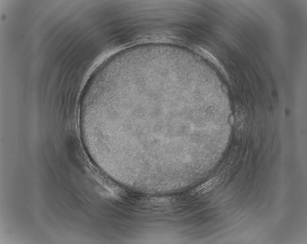 X0000067381035200604211603