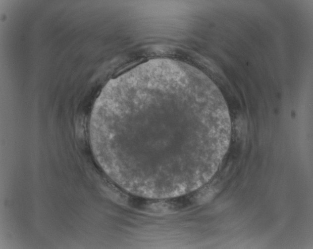 X0000067380423200604281821