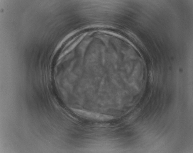 X0000067380484200604281820