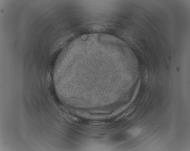 X0000067380746200604281816