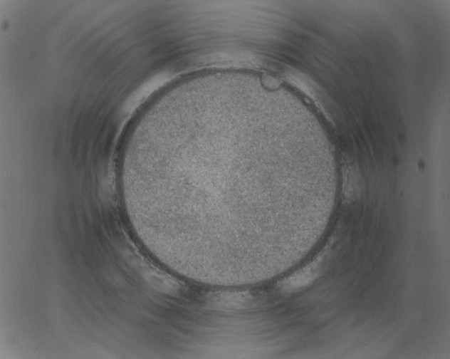 X0000067381074200604281811