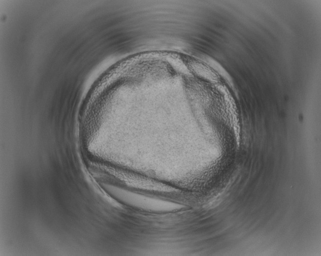 X0000067381096200604281810