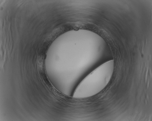 X0000067390129200603311005