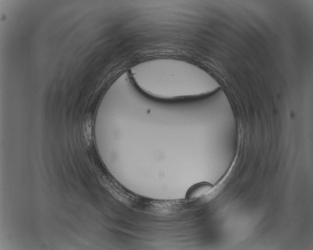 X0000067390190200603311005