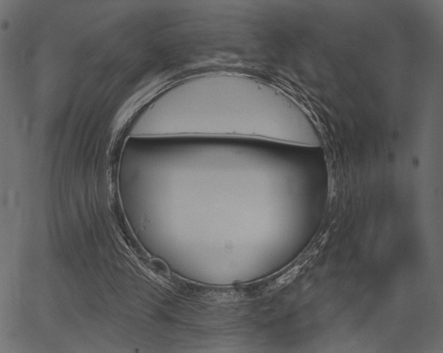 X0000067390245200603311002