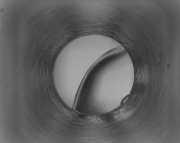 X0000067390424200603311000