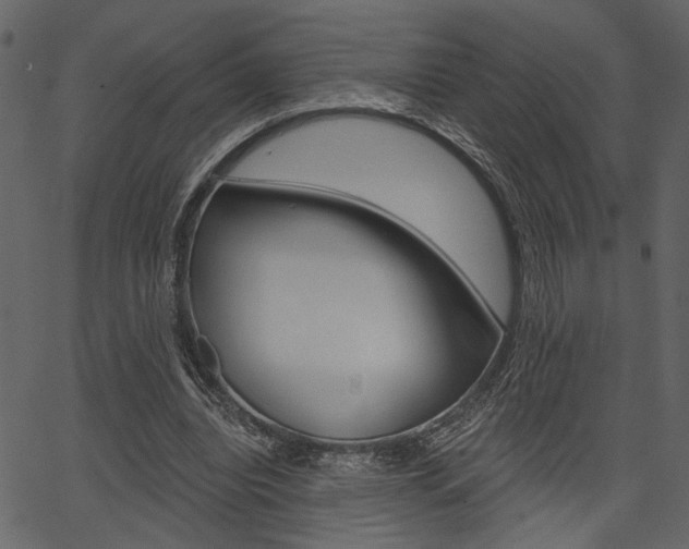 X0000067390440200603310959