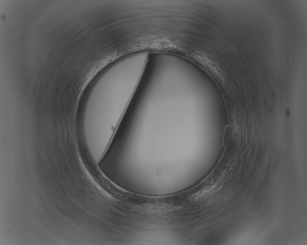 X0000067390630200603310956