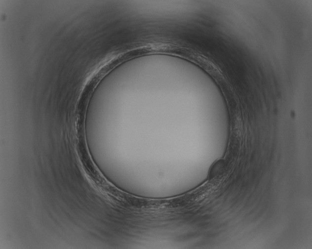 X0000067390730200603310955