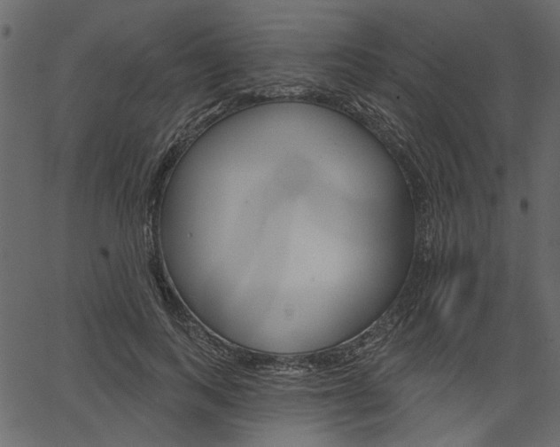 X0000067390743200603310955