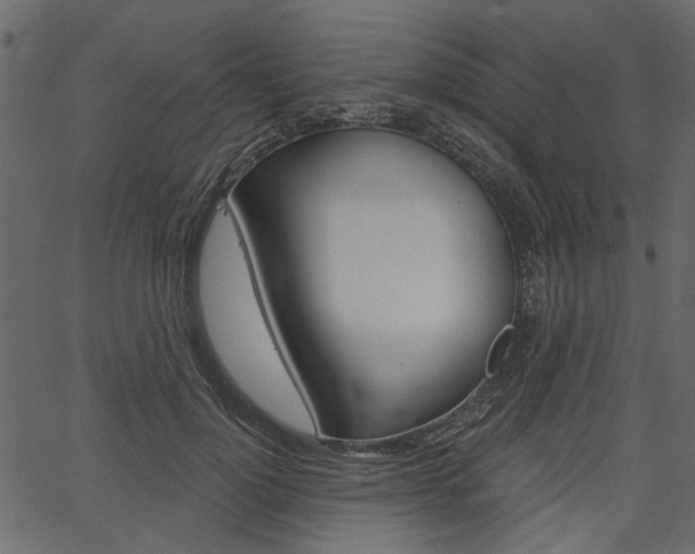 X0000067390748200603310955