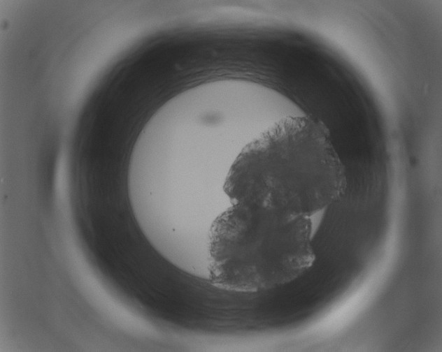 X0000067390765200603310955