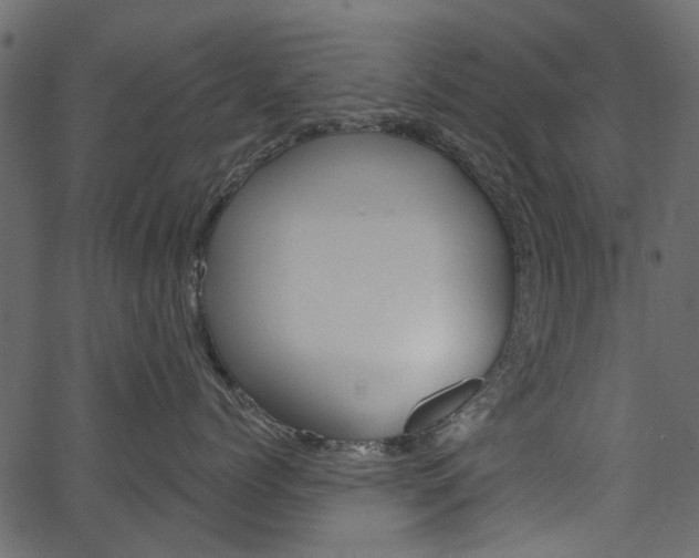 X0000067390768200603310955