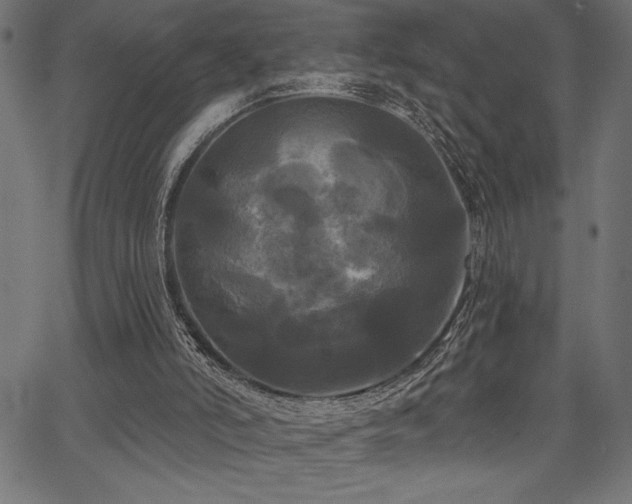 X0000067390006200603311310