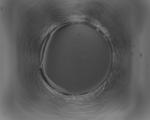 X0000067390009200603311310