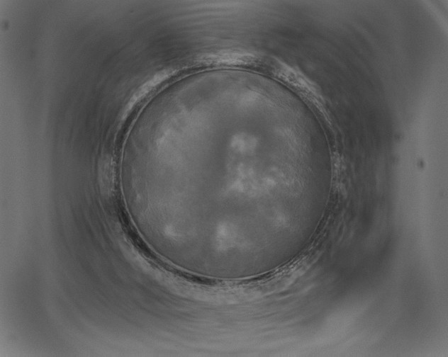 X0000067390012200603311310