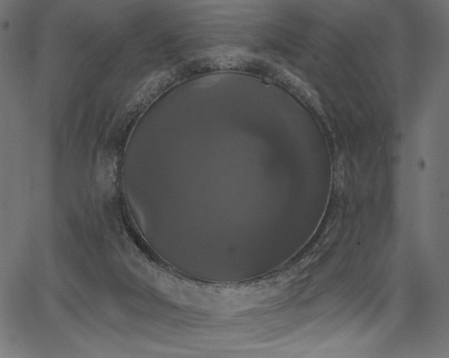 X0000067390018200603311310