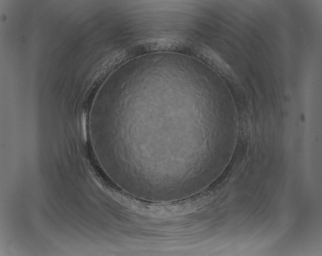 X0000067390022200603311310