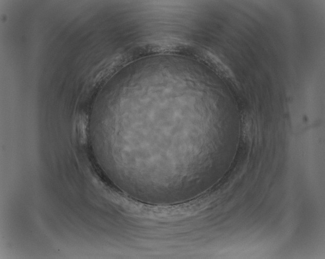 X0000067390026200603311310