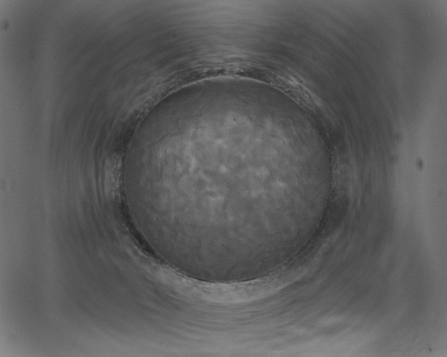 X0000067390030200603311310