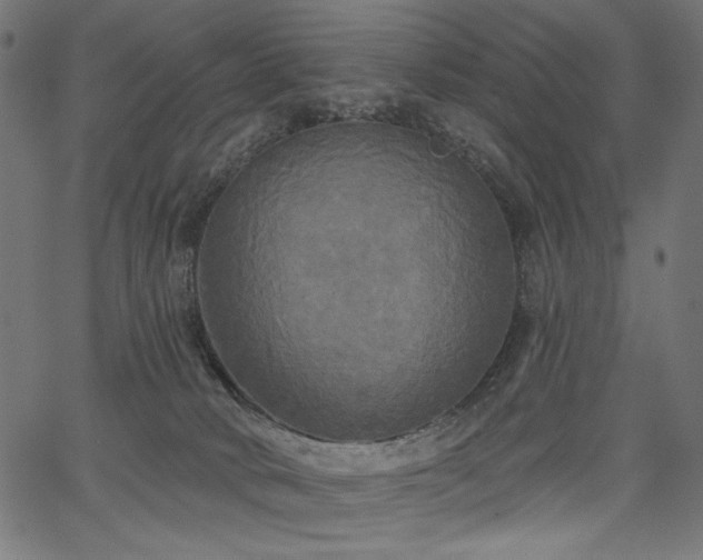 X0000067390034200603311310