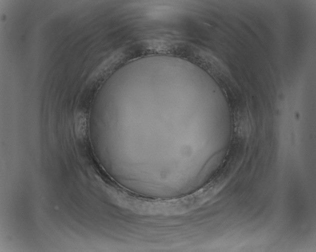 X0000067390036200603311310