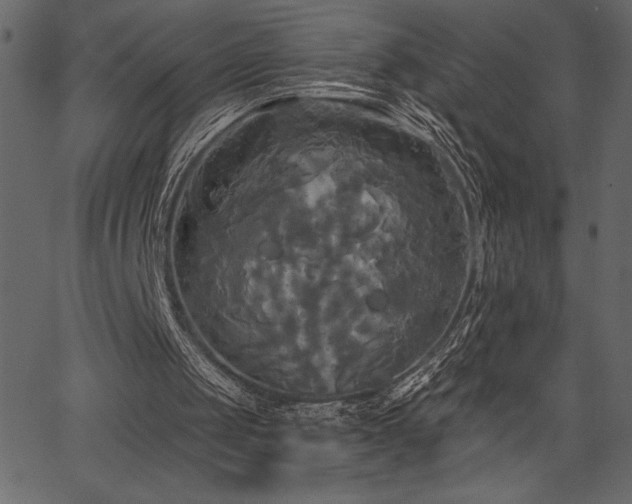 X0000067390049200603311309