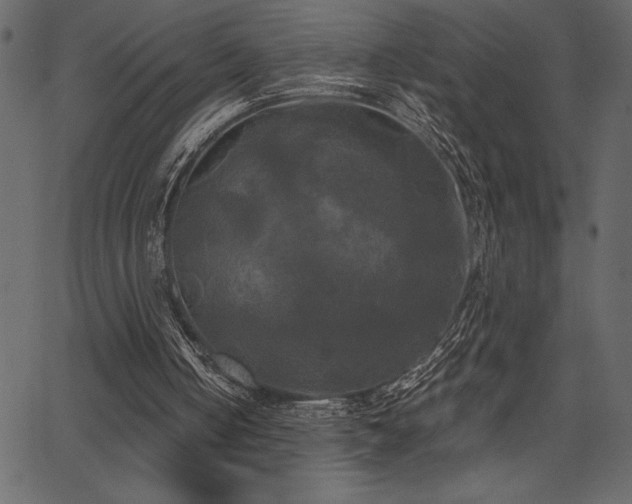 X0000067390050200603311309