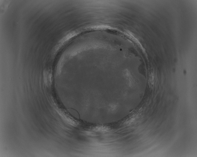 X0000067390063200603311309