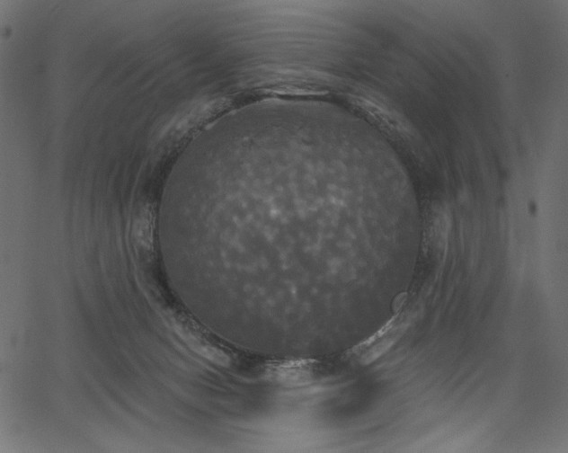 X0000067390078200603311309