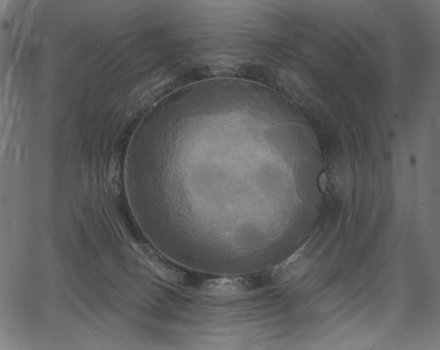 X0000067390082200603311309