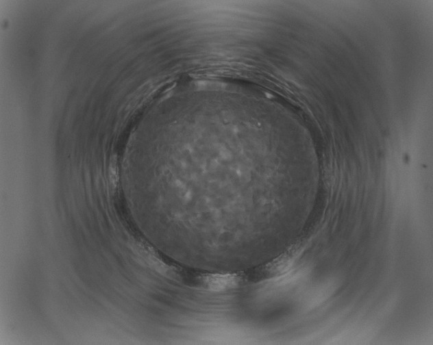 X0000067390085200603311310