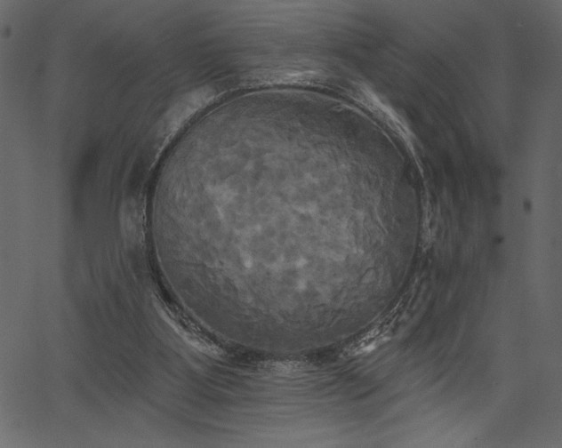 X0000067390107200603311309