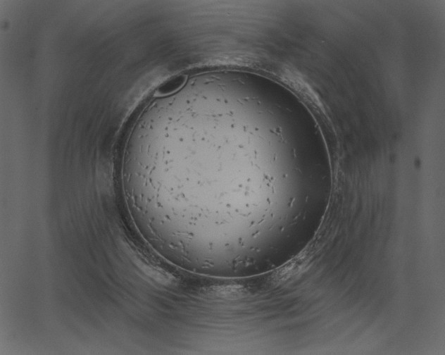 X0000067390108200603311309