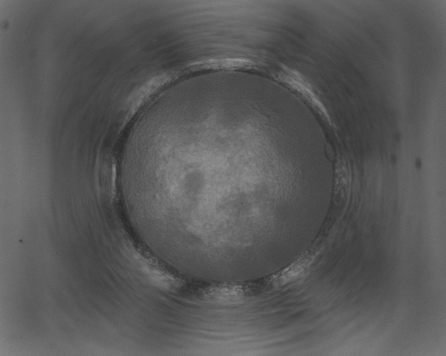 X0000067390110200603311309