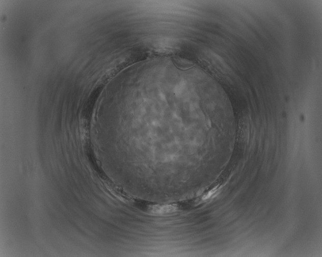 X0000067390135200603311308