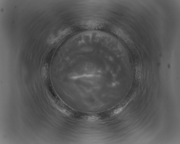 X0000067390165200603311308