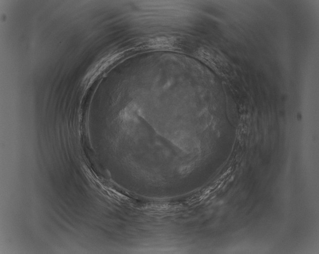 X0000067390194200603311307